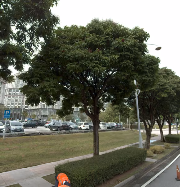 tree photo