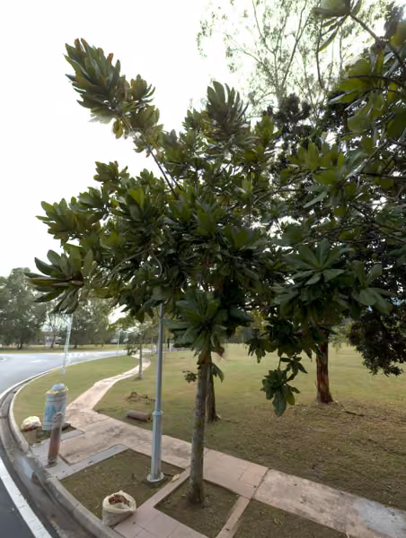 tree photo