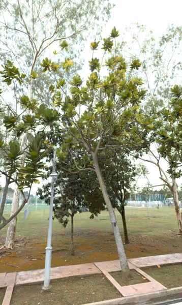 tree photo