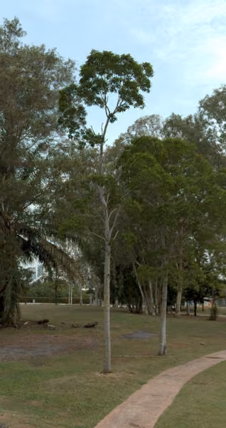 tree photo