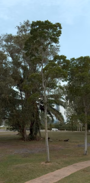 tree photo
