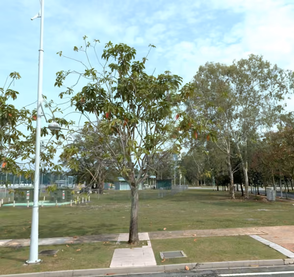 tree photo