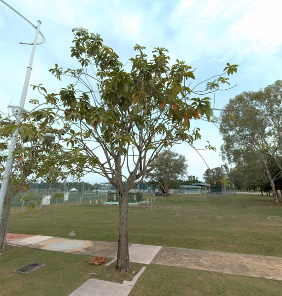 tree photo