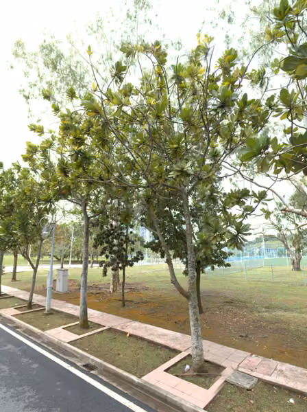 tree photo