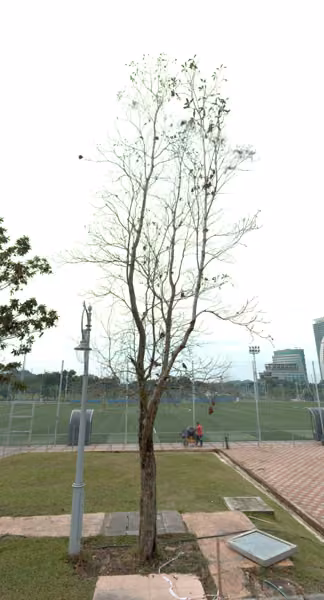 tree photo