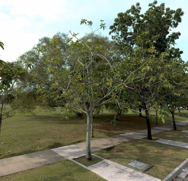 tree photo