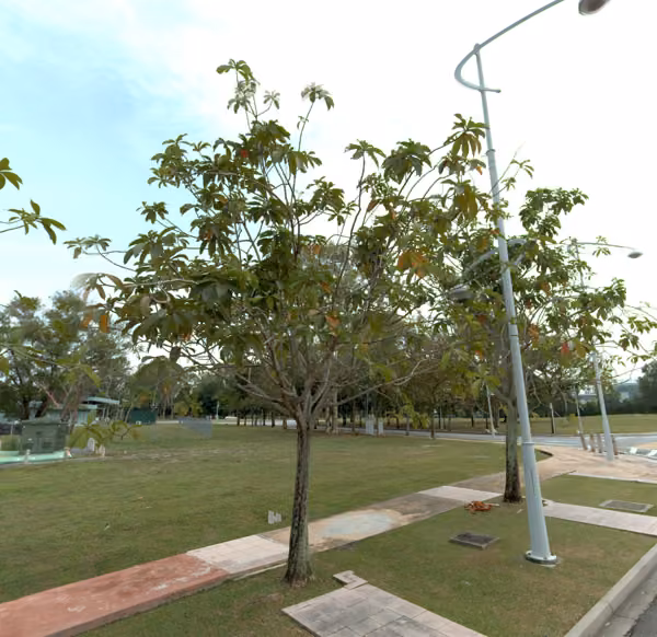 tree photo