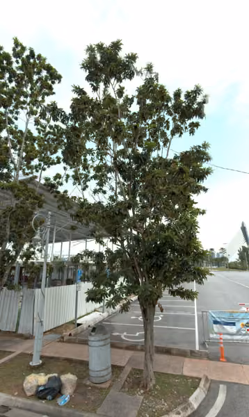tree photo