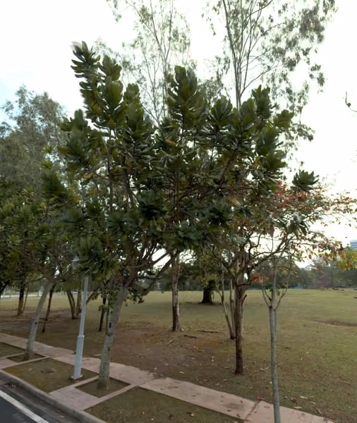 tree photo