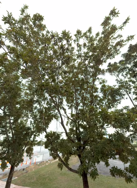 tree photo