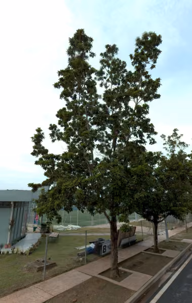 tree photo