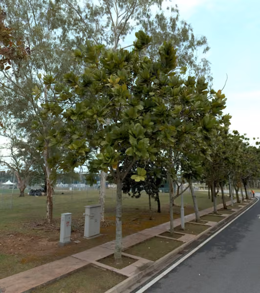 tree photo