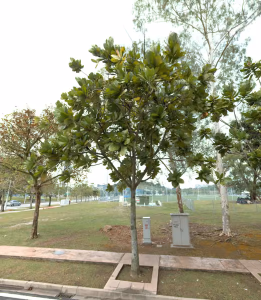 tree photo