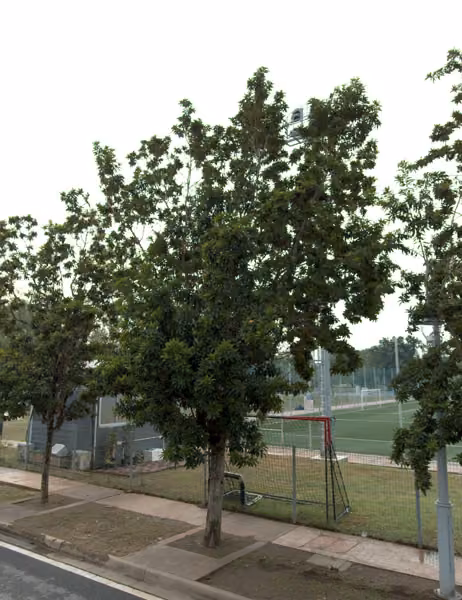 tree photo