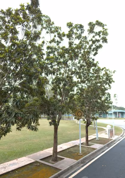 tree photo