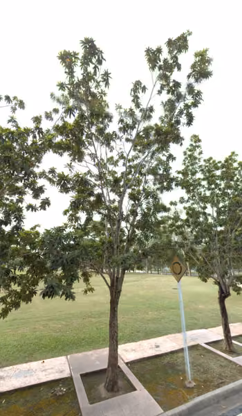 tree photo