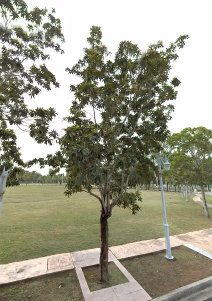 tree photo