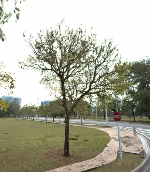 tree photo