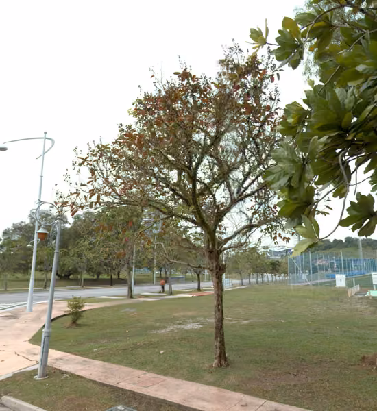 tree photo