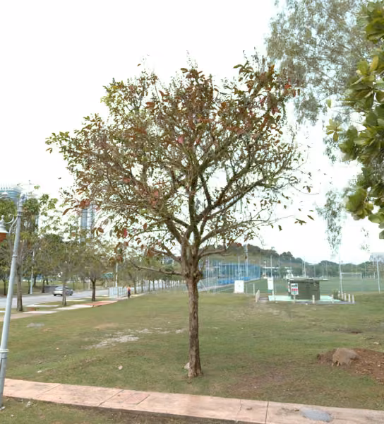 tree photo
