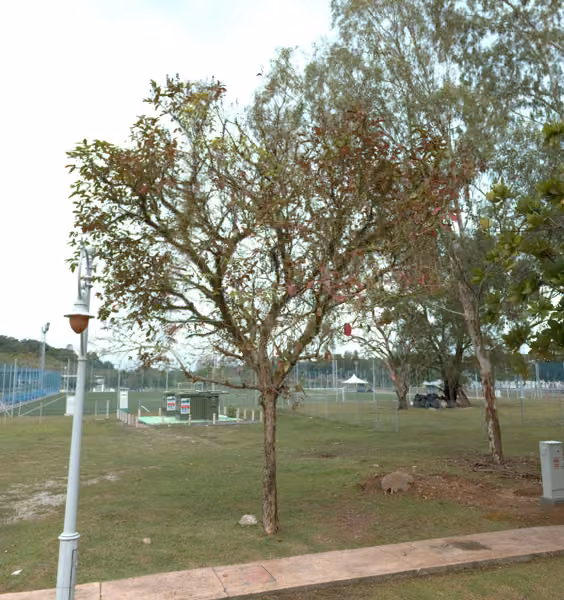 tree photo