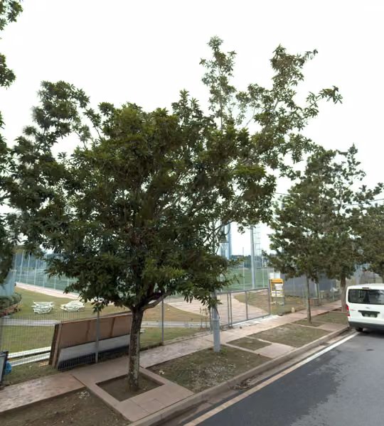 tree photo