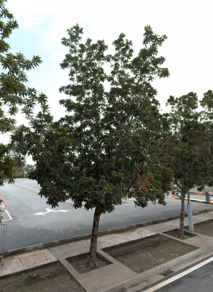 tree photo