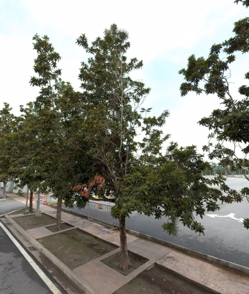 tree photo