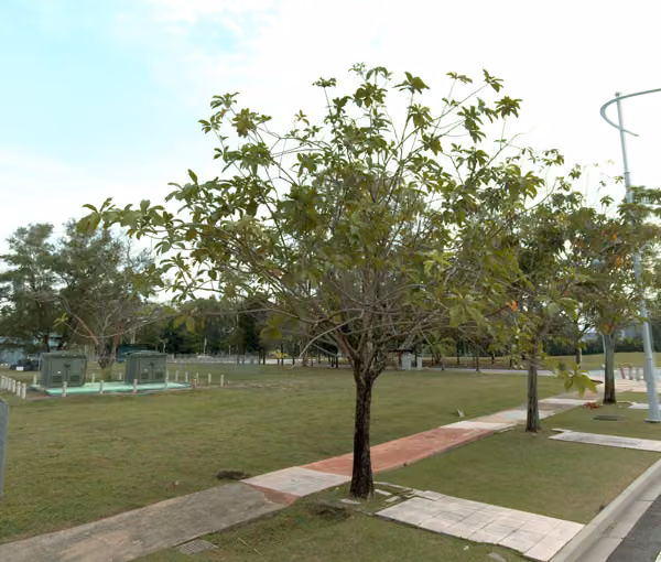 tree photo