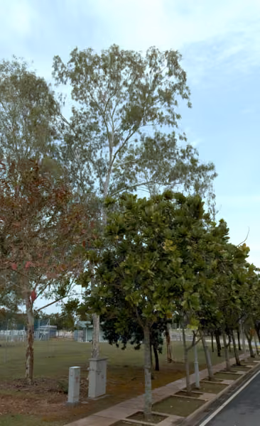 tree photo