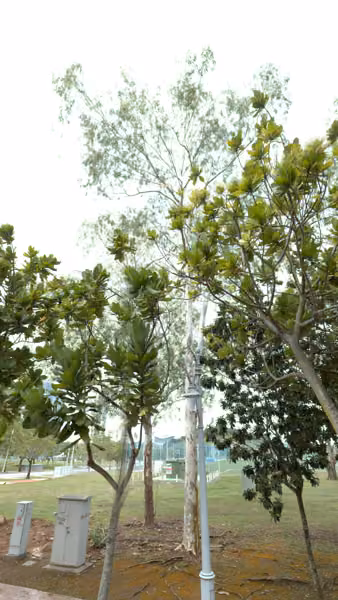 tree photo