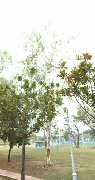 tree photo