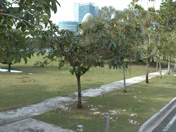 tree photo