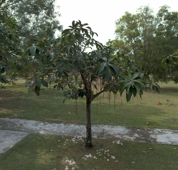 tree photo