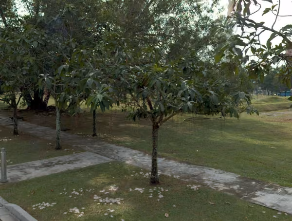 tree photo