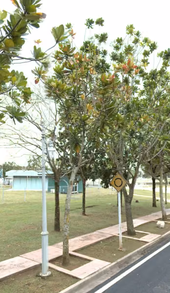 tree photo
