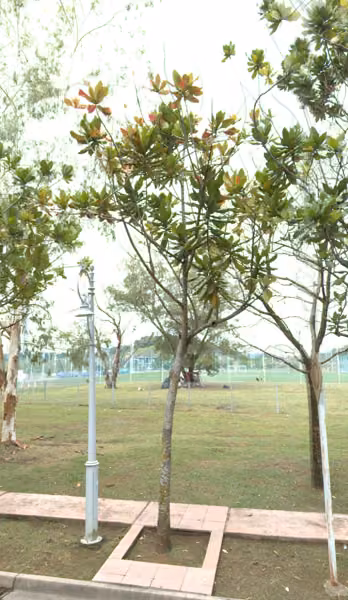 tree photo