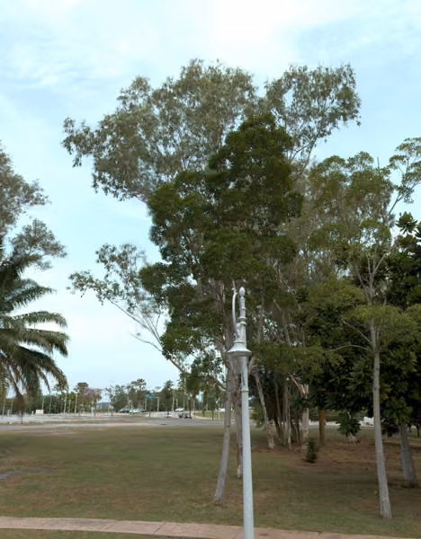 tree photo