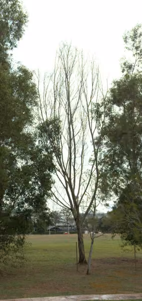 tree photo