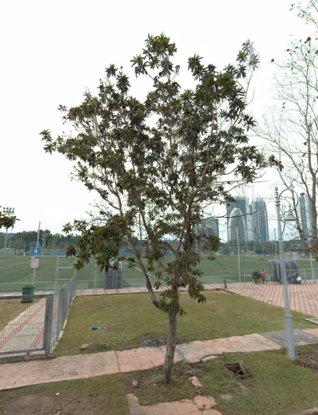 tree photo