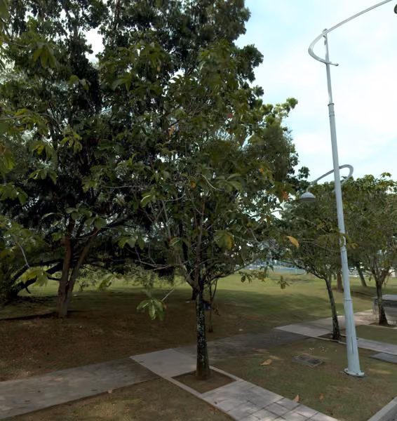 tree photo
