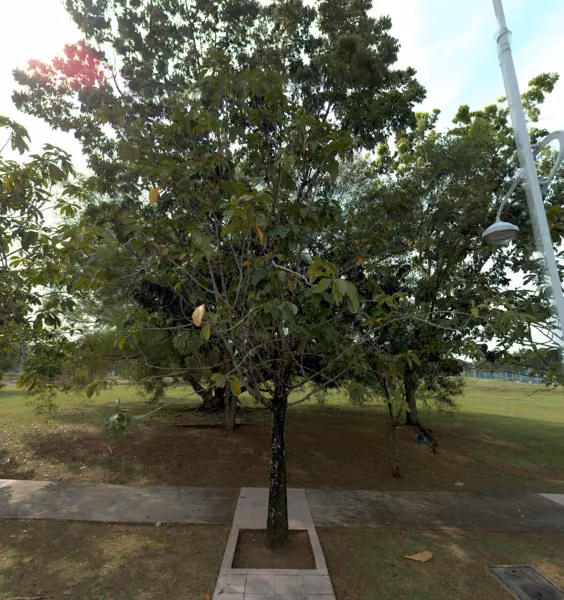 tree photo