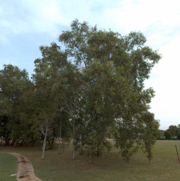 tree photo