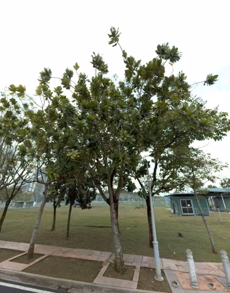 tree photo