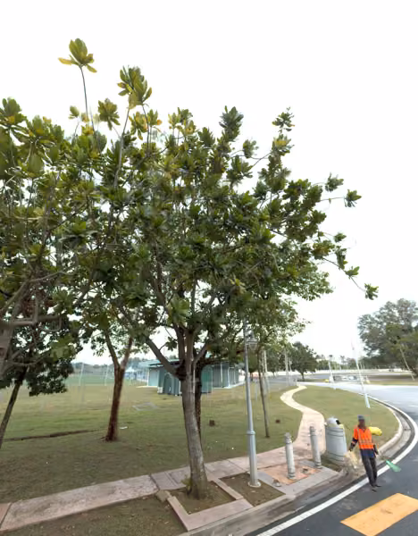 tree photo