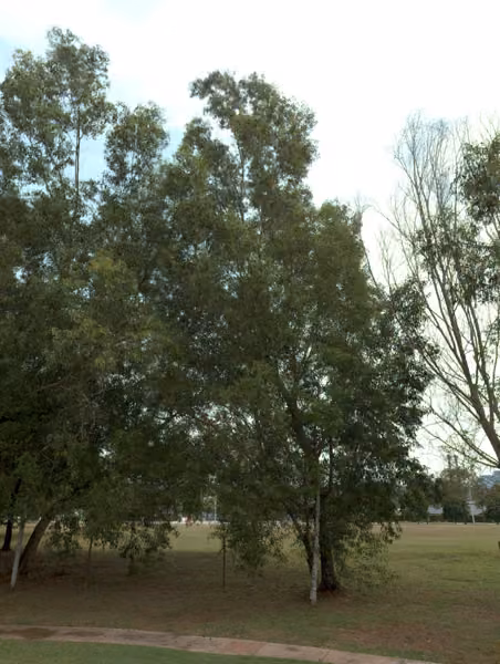 tree photo