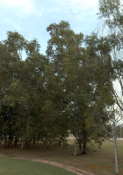 tree photo