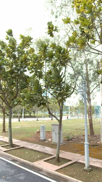tree photo