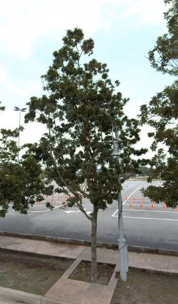 tree photo