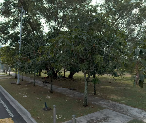 tree photo